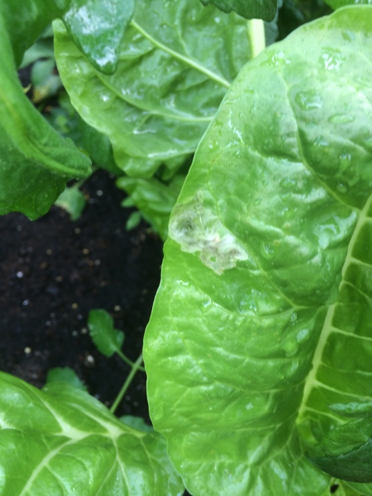 Harmless looking spot on your chard
